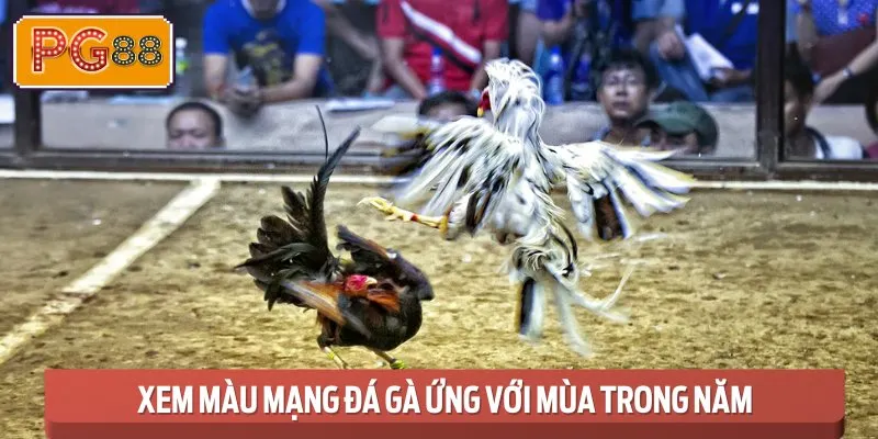 Tùy thuộc vào từng mùa, các sư kê có thể áp dụng phương pháp xem Màu mạng đá gà phù hợp